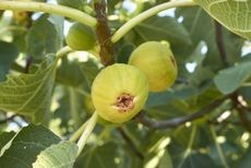 Close-up of fig tree branch showing damage from fig borers
