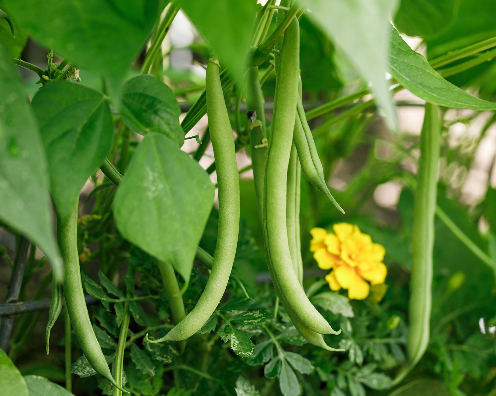 Close-up of fresh green beans growing on a vine, ready for harvest