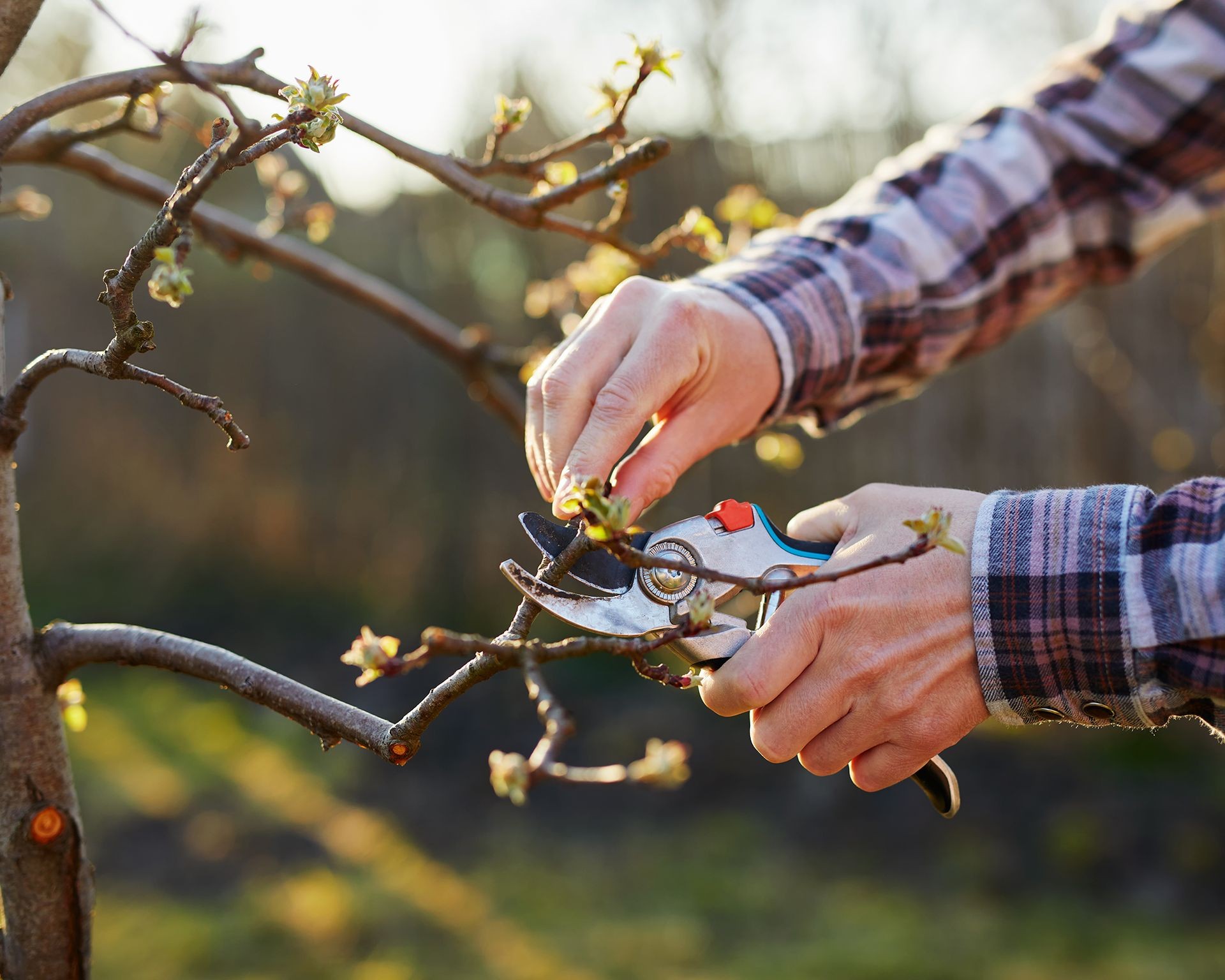 Close-up of gardener carefully pruning a fruit tree branch with secateurs