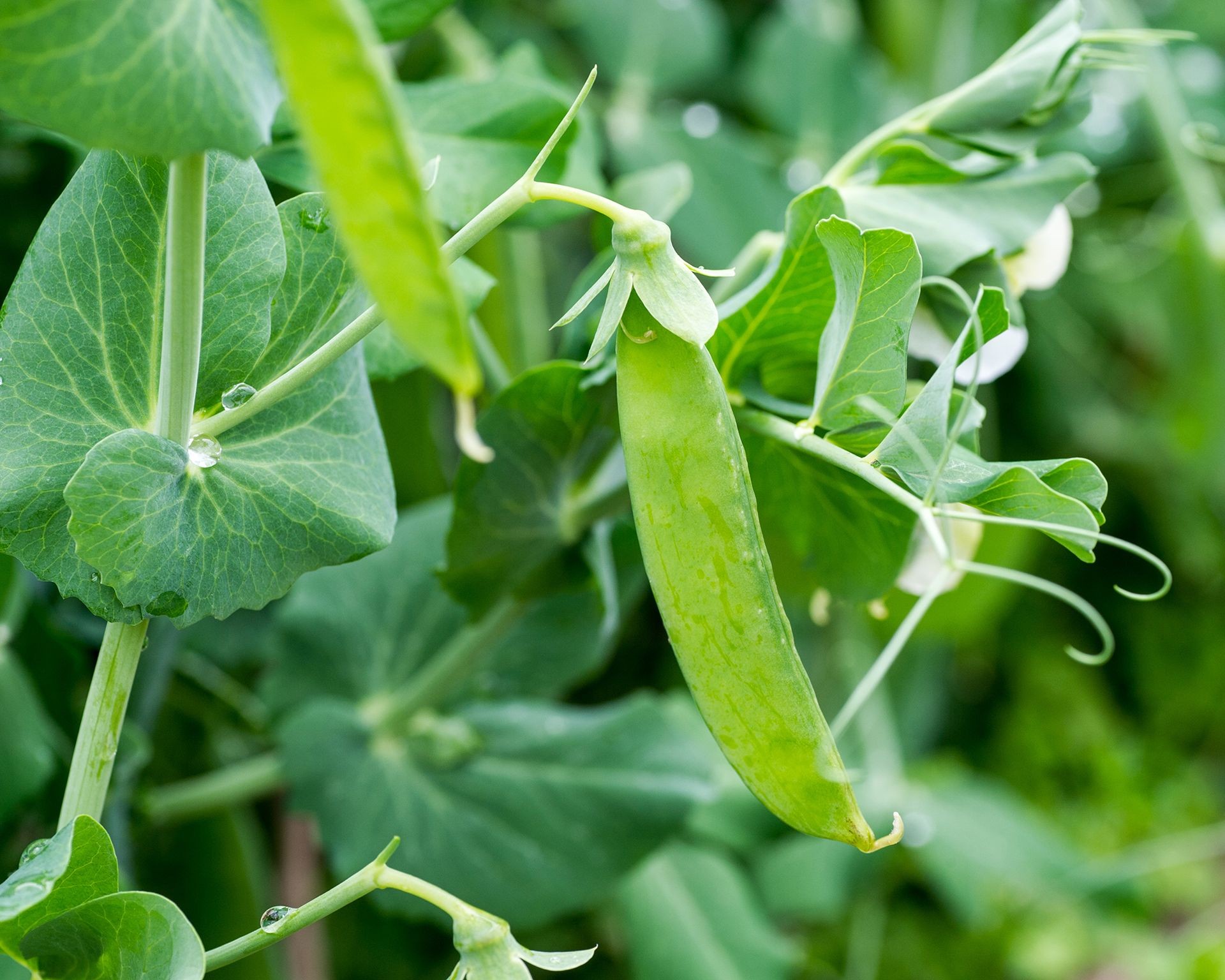 Close-up of green pea pods ripening on the plant