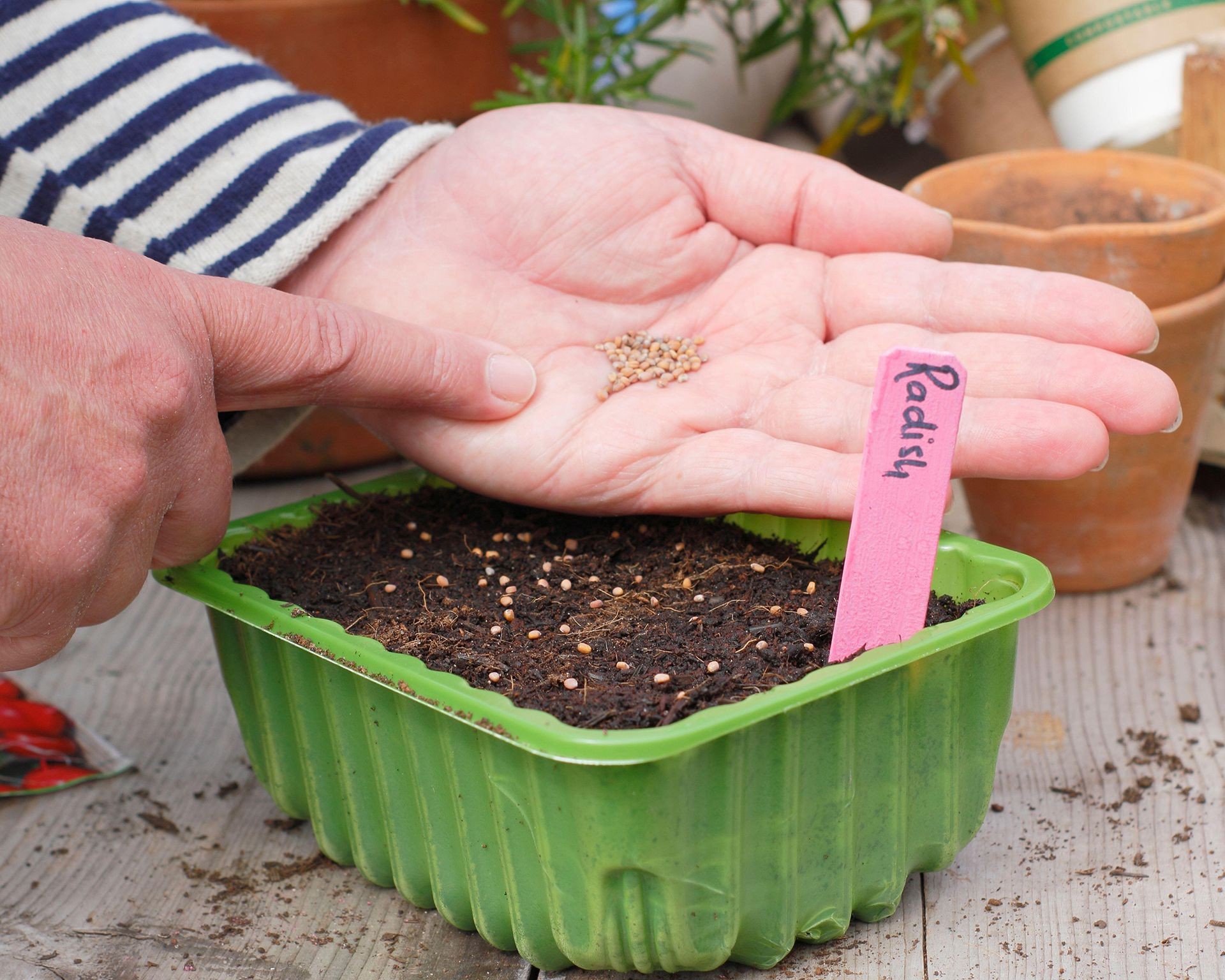 Close-up of hands sowing small radish seeds over a tray of potting mix