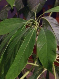 Close-up of healthy avocado plant leaves.