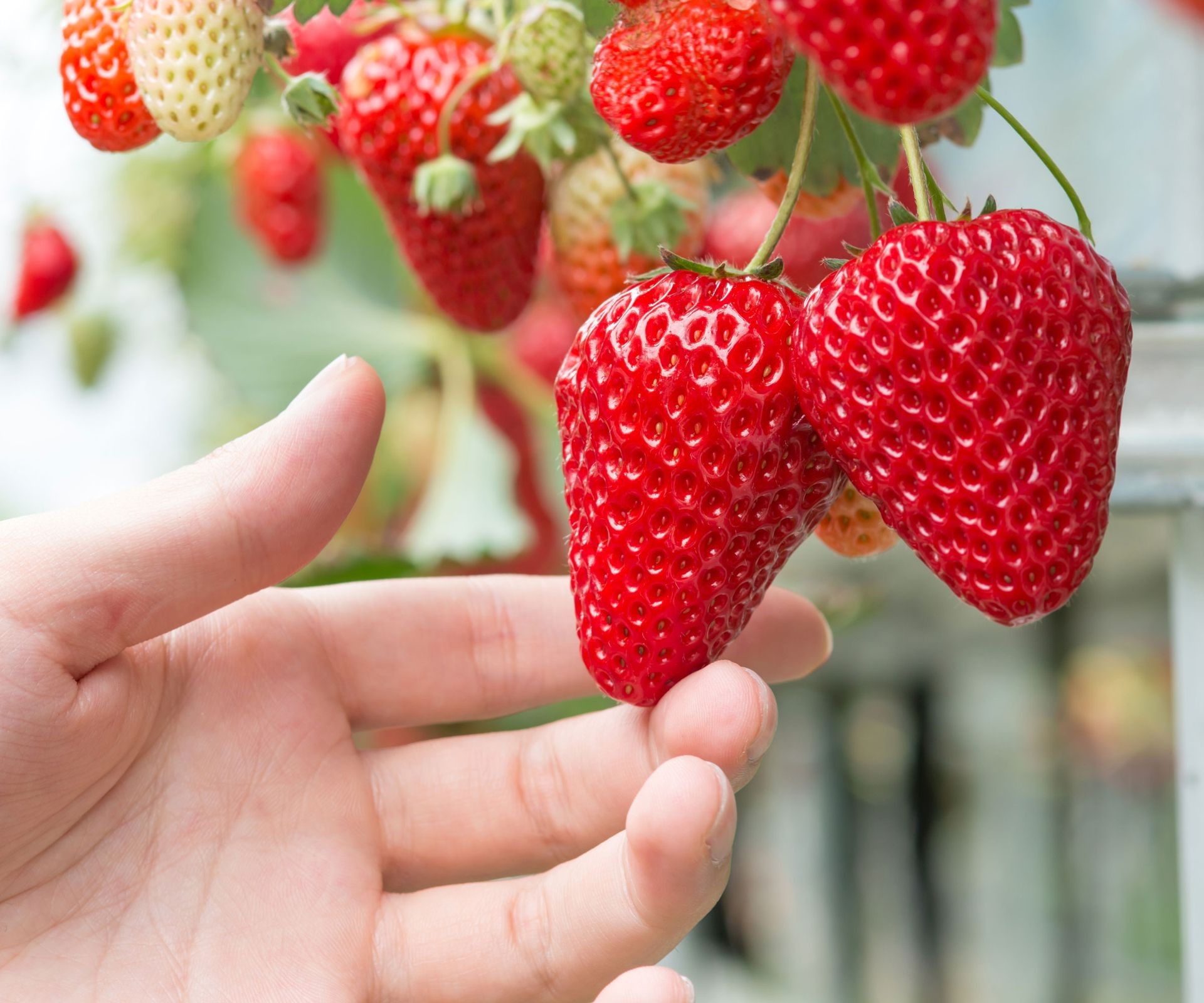 Close-up of juicy, ripe hydroponic strawberries ready for harvest