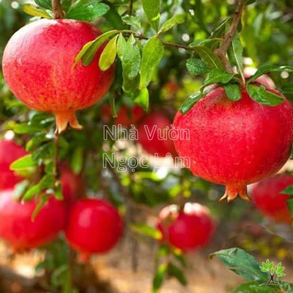 Close-up of large red pomegranate fruit on a branch