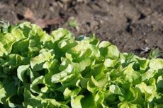Close-up of lettuce leaf edge showing signs of tipburn