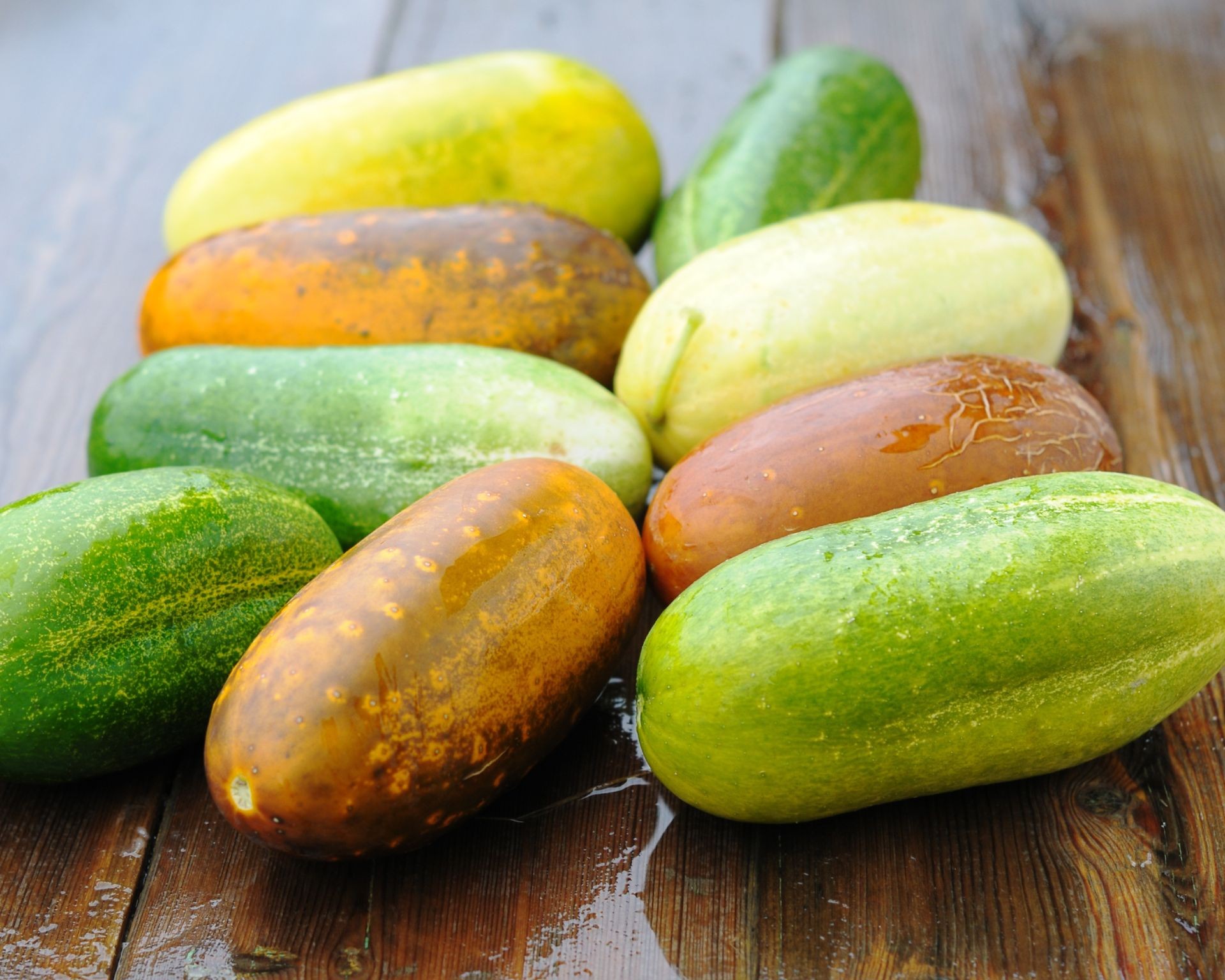 Close-up of overripe green cucumbers that have turned yellow on the vine