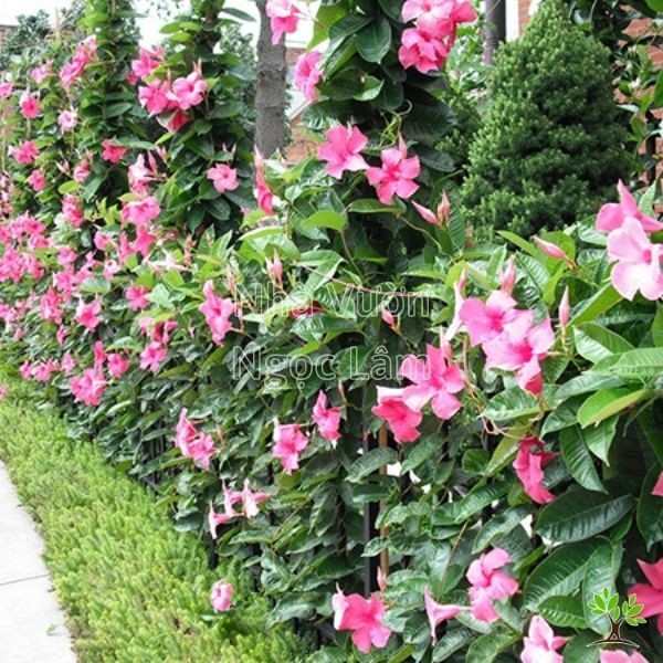 Close-up of pink trumpet-shaped flowers of the Pink Trumpet Vine trailing on a support