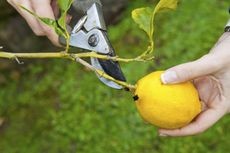 Close-up of pruning shears trimming a branch on a lemon tree during maintenance