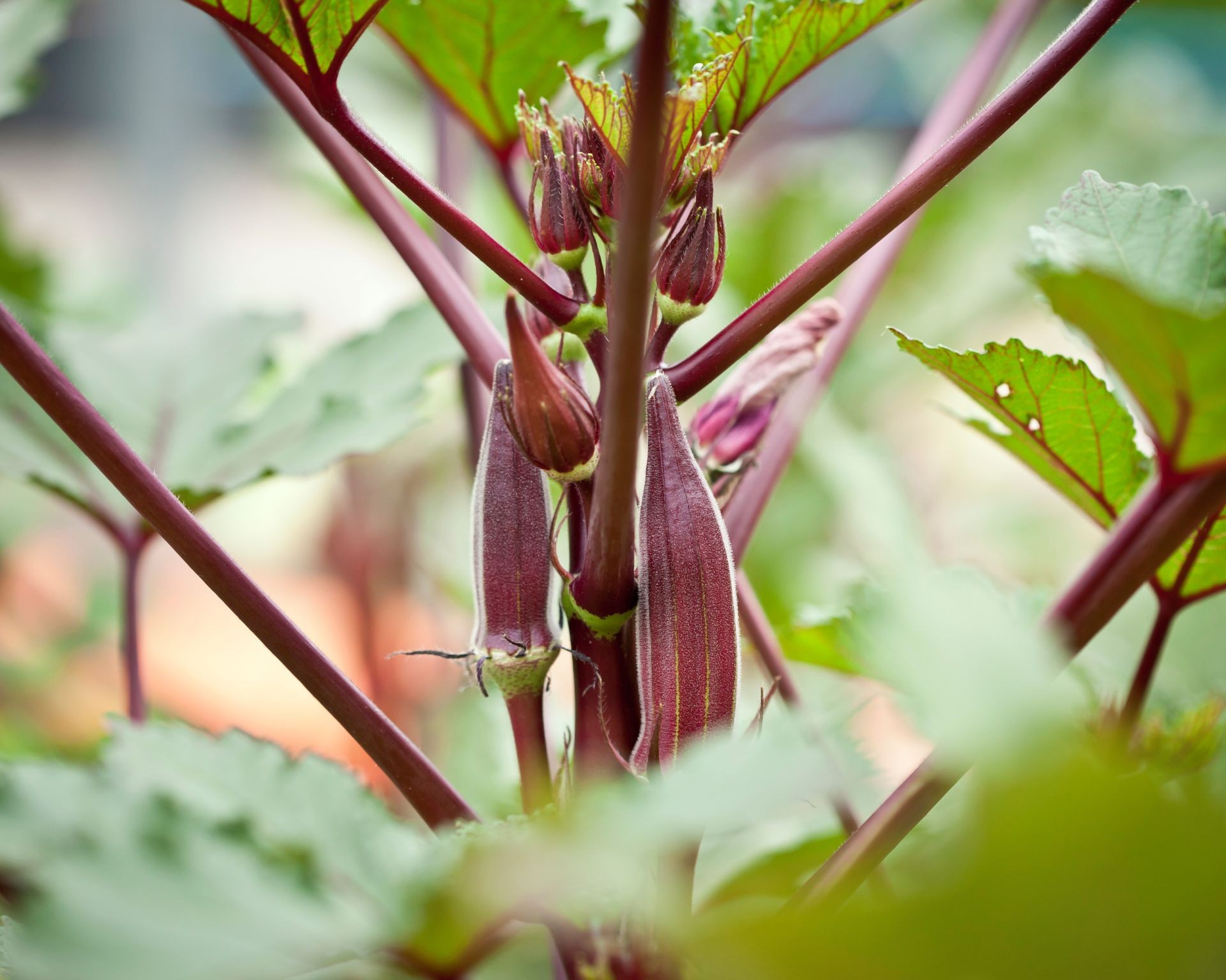 Close up of red okra pods growing