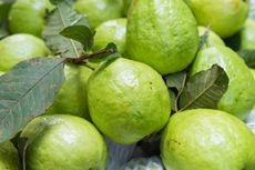 Close-up of ripe guava fruit hanging from a tree branch