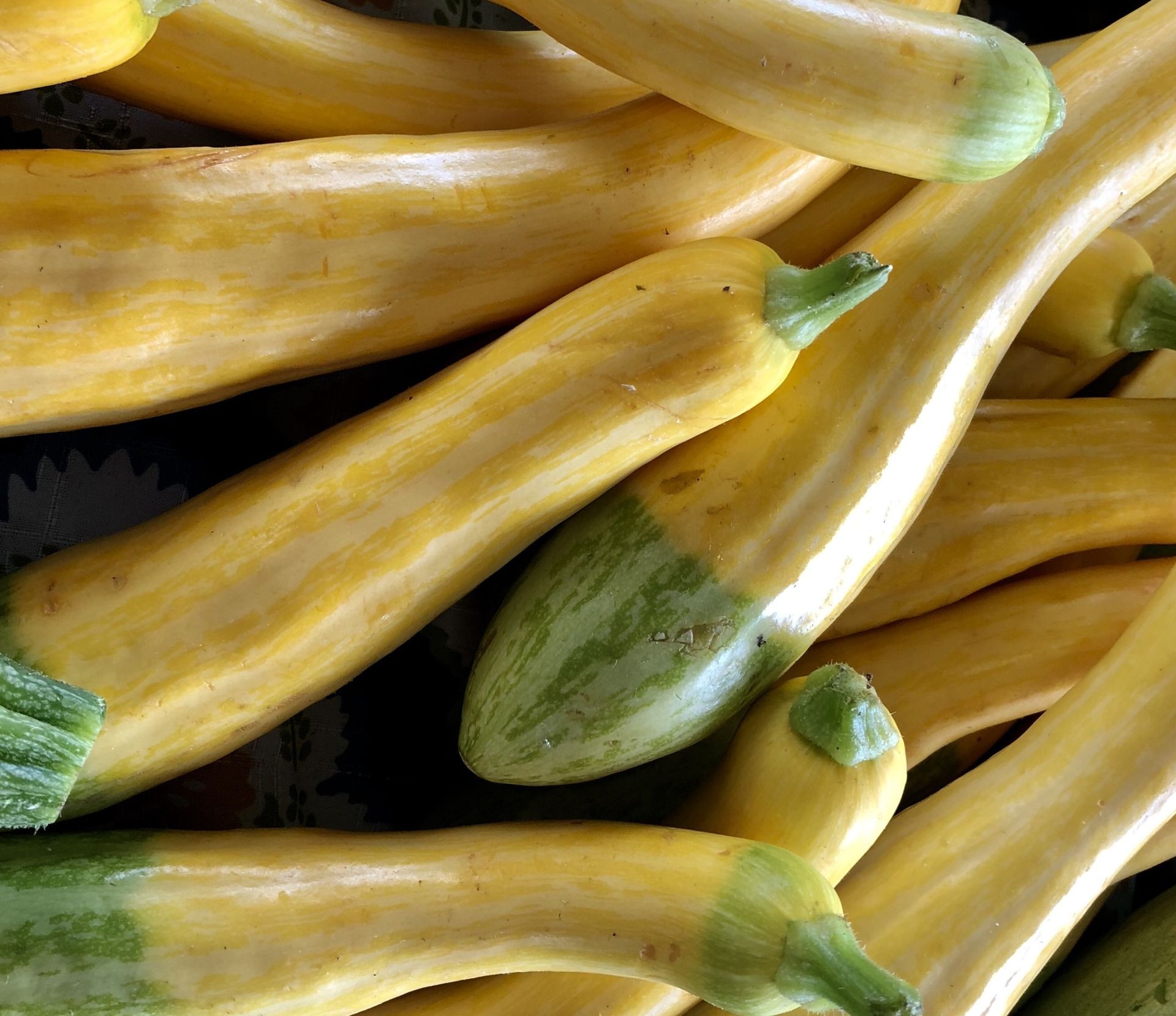 Close-up of two-toned green and yellow zephyr squash