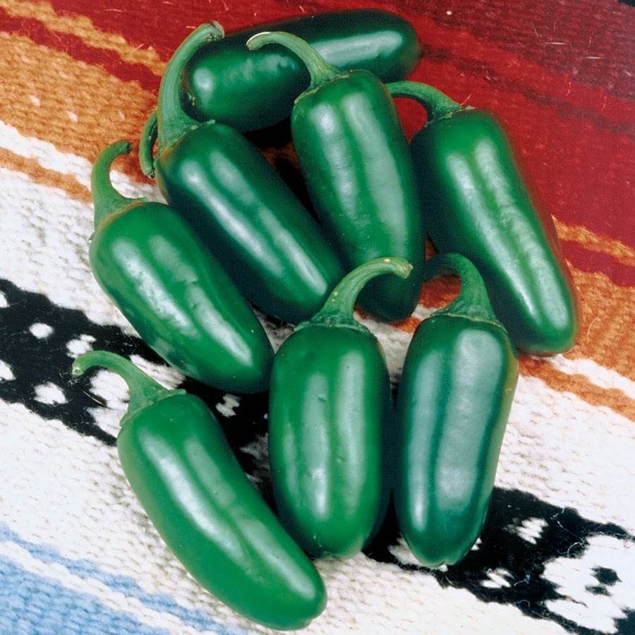 Close-up of vibrant green jalapeño peppers harvested from an indoor plant
