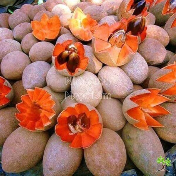 Close-up of vibrant orange flesh of a ripe Giant Red Flesh Sapodilla fruit