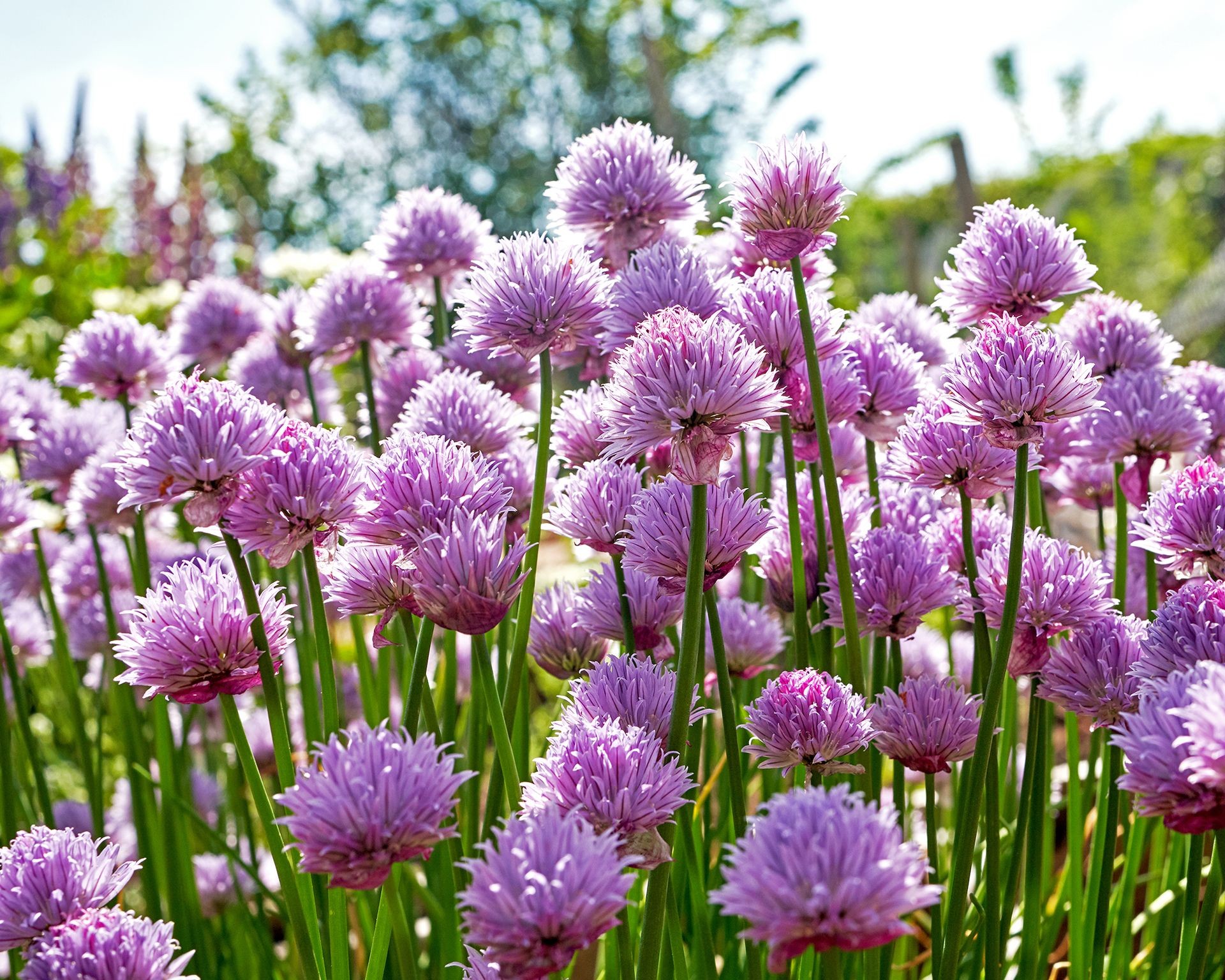 Close up of vibrant purple chive flowers blooming in a garden bed among other plants