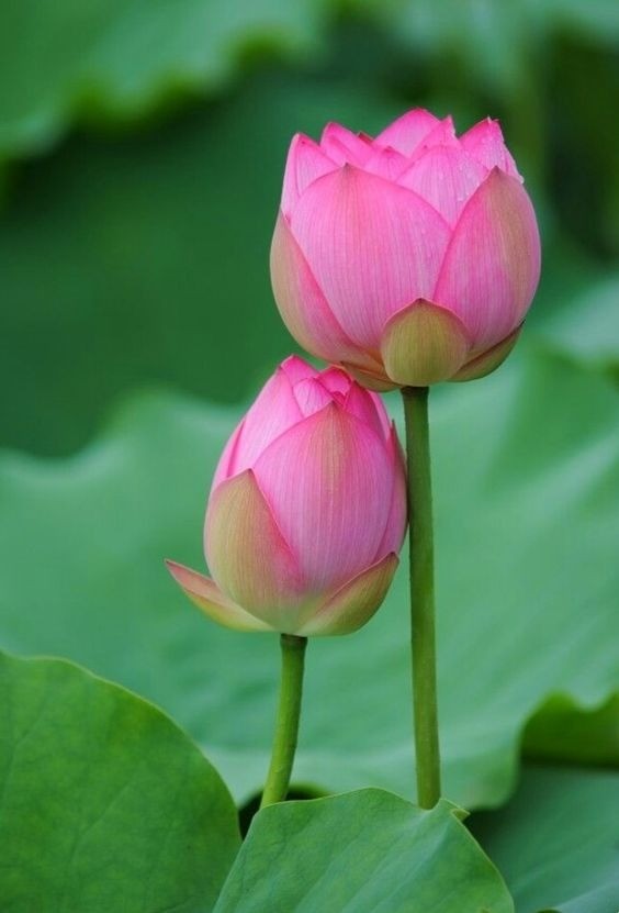 Close-up view of a beautiful pink Lotus flower (Hoa Sen) blooming in a pond, symbolizing purity in Vietnam.