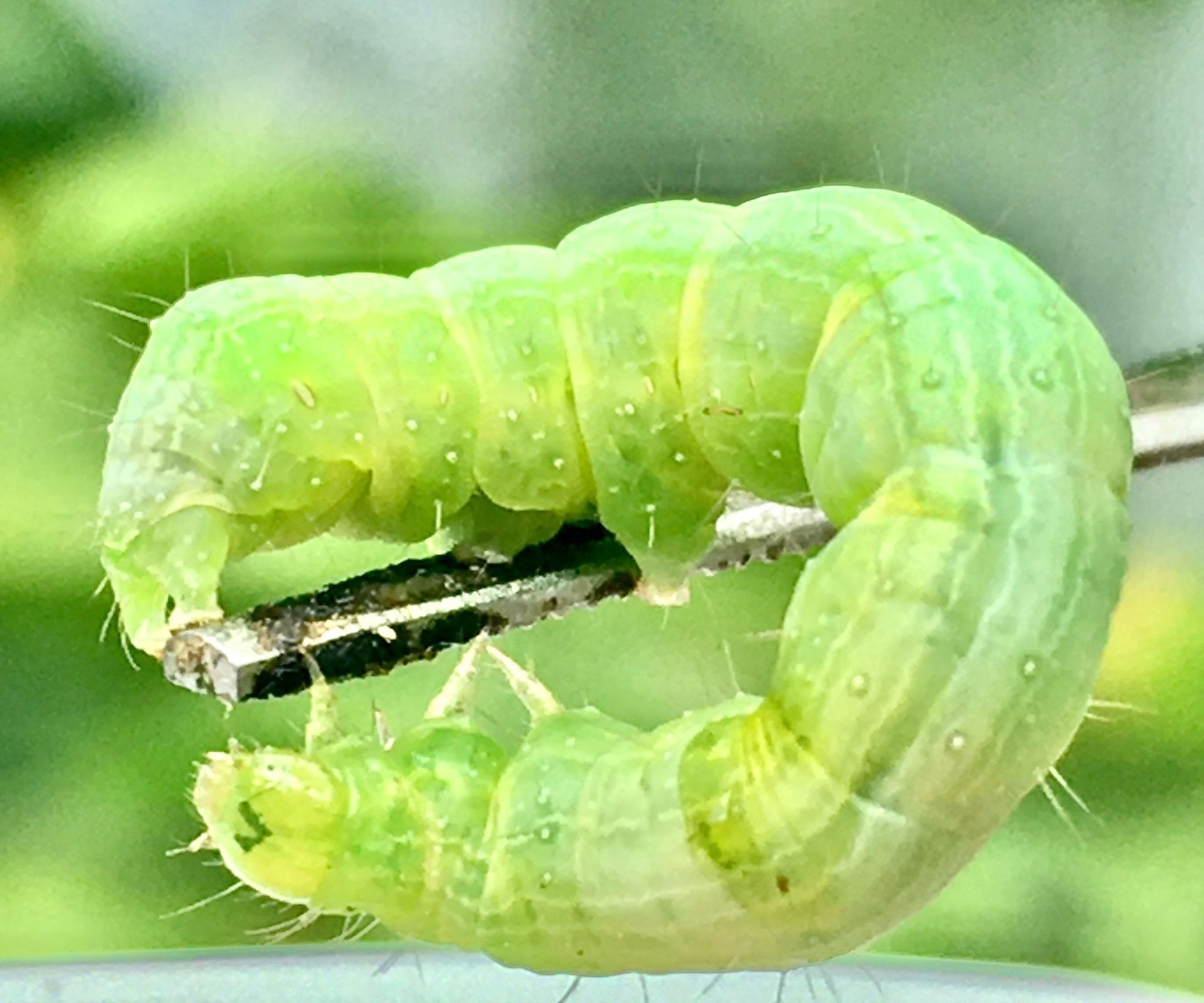 Close-up view of a green cabbage looper caterpillar eating a brassica leaf, showing common garden pest damage