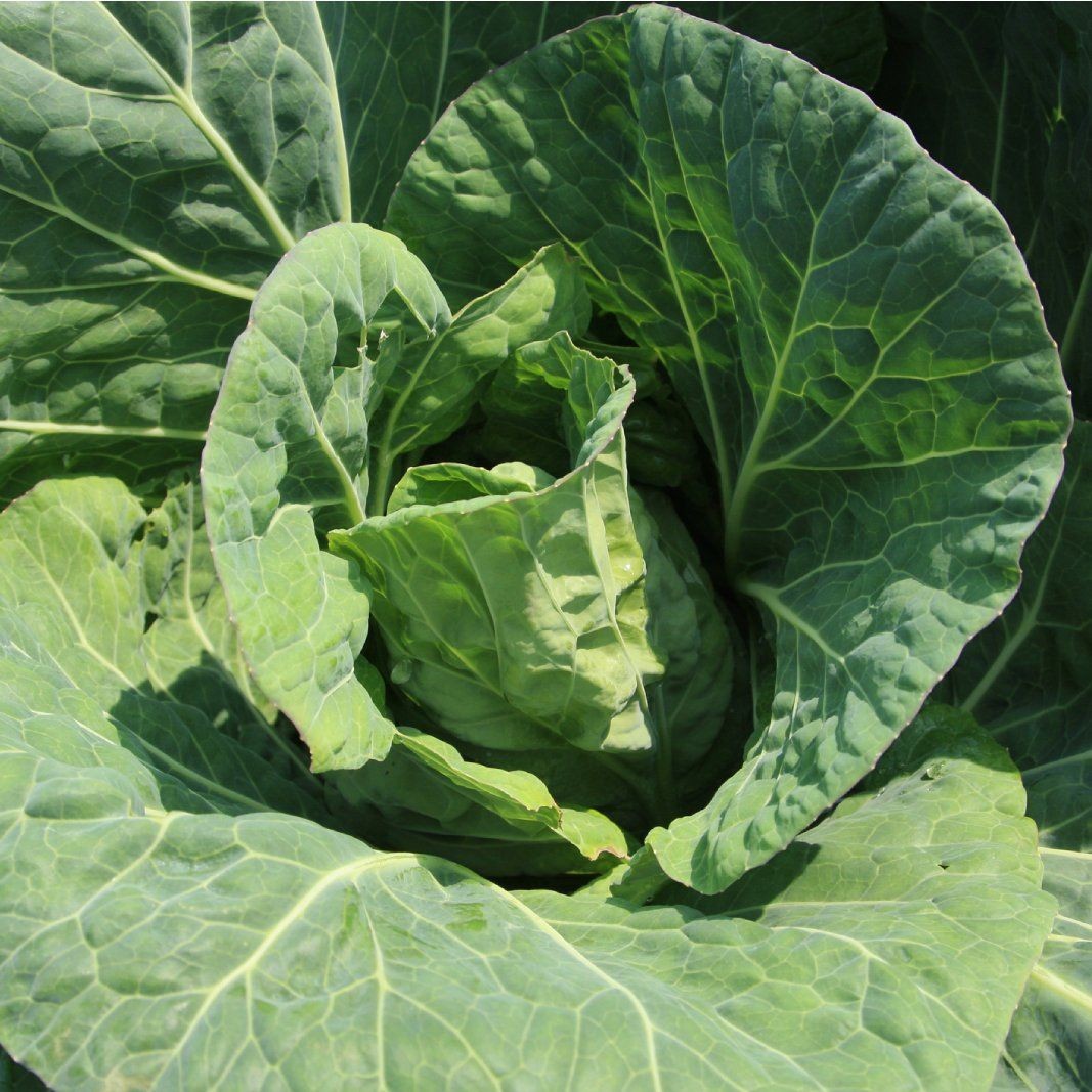 Close-up view of a healthy green cabbage head growing in the garden.