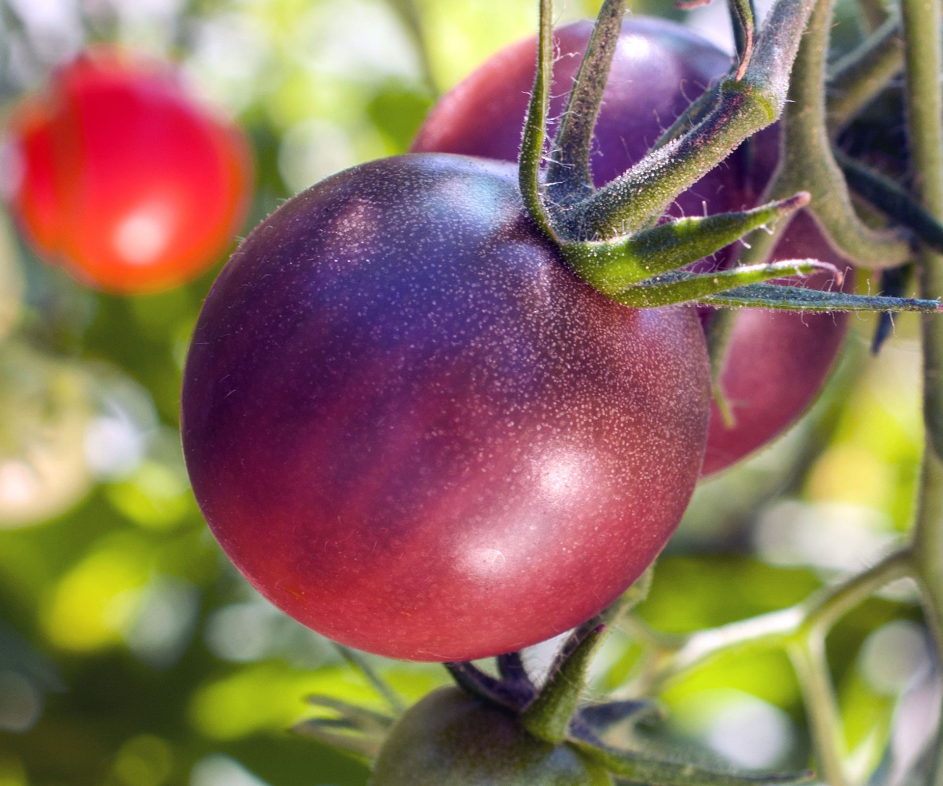 Close-up view of deep purple heirloom Cherokee Purple tomatoes ripening on the vine