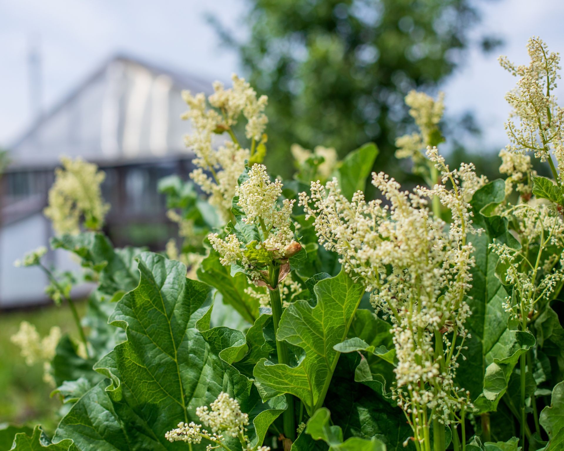 Close-up view of developing rhubarb flower clusters showing their unique texture and pink tinge.