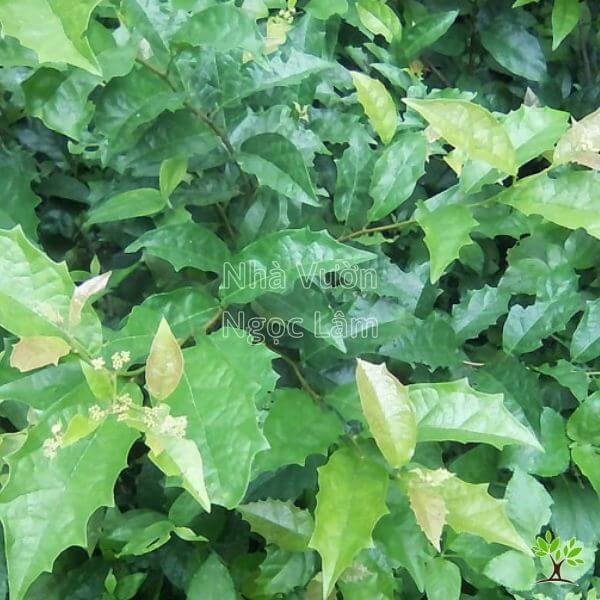 Close-up view of dried Celastrus hindsii (Xa Den) plant pieces, including stems and leaves, showing their dark color, traditionally used for health benefits.
