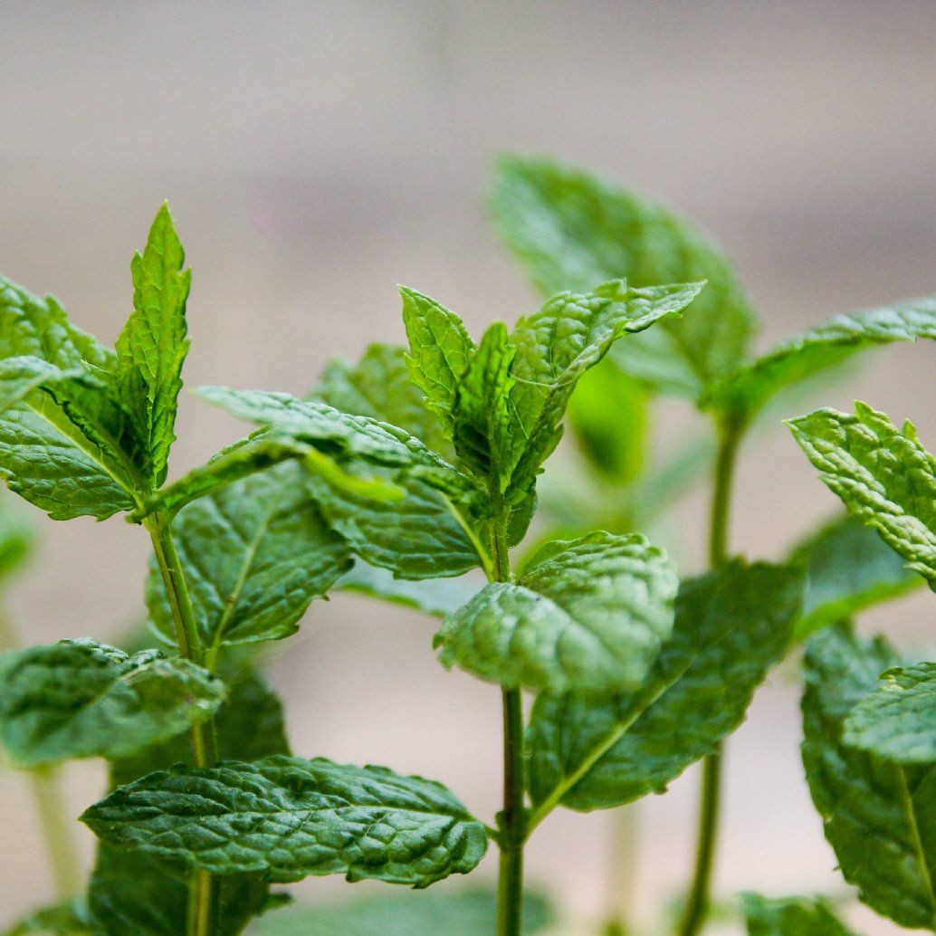 Close-up view of lush green mint plants growing densely, showing healthy foliage.