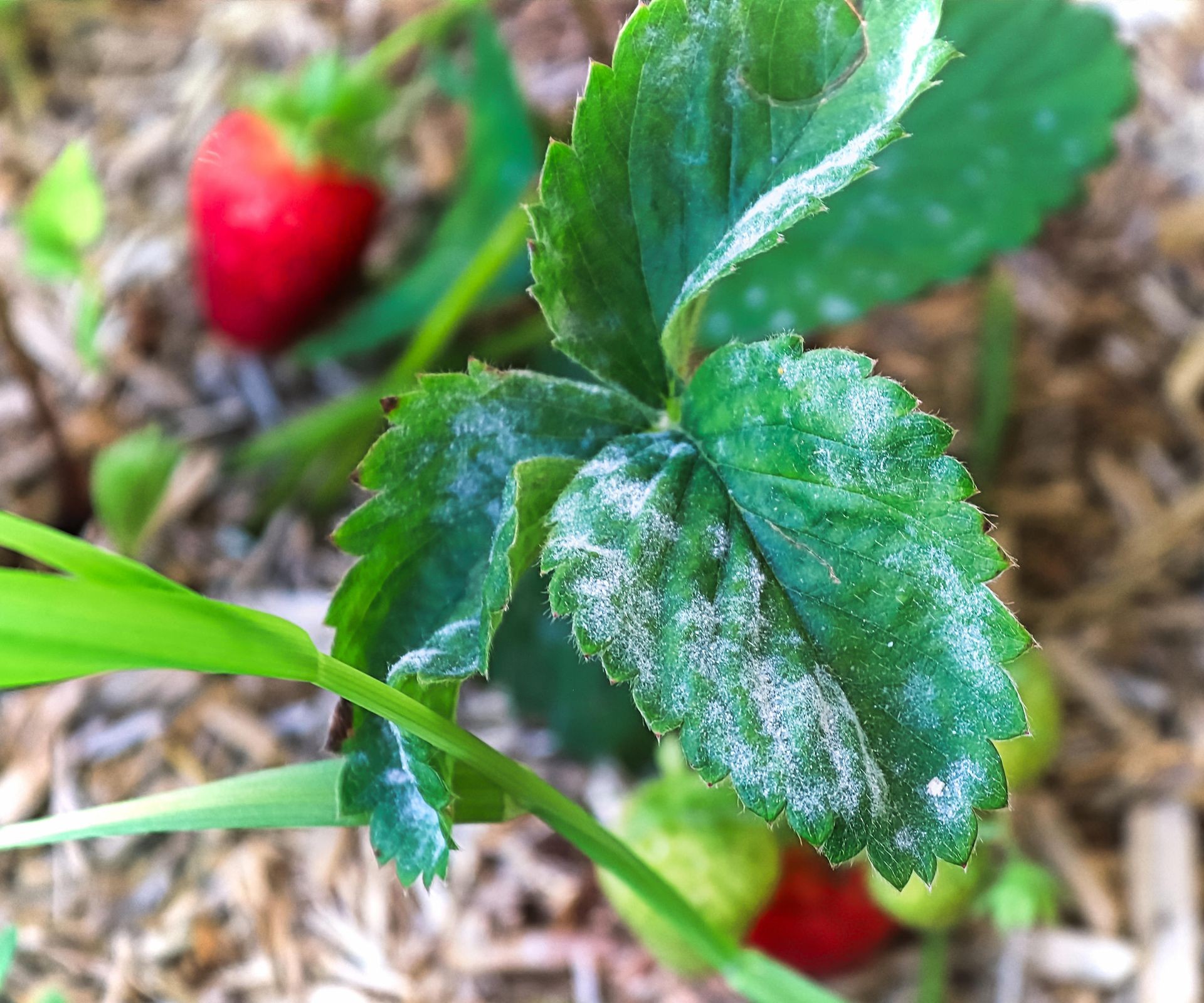 Close-up view of powdery mildew affecting a strawberry plant leaf