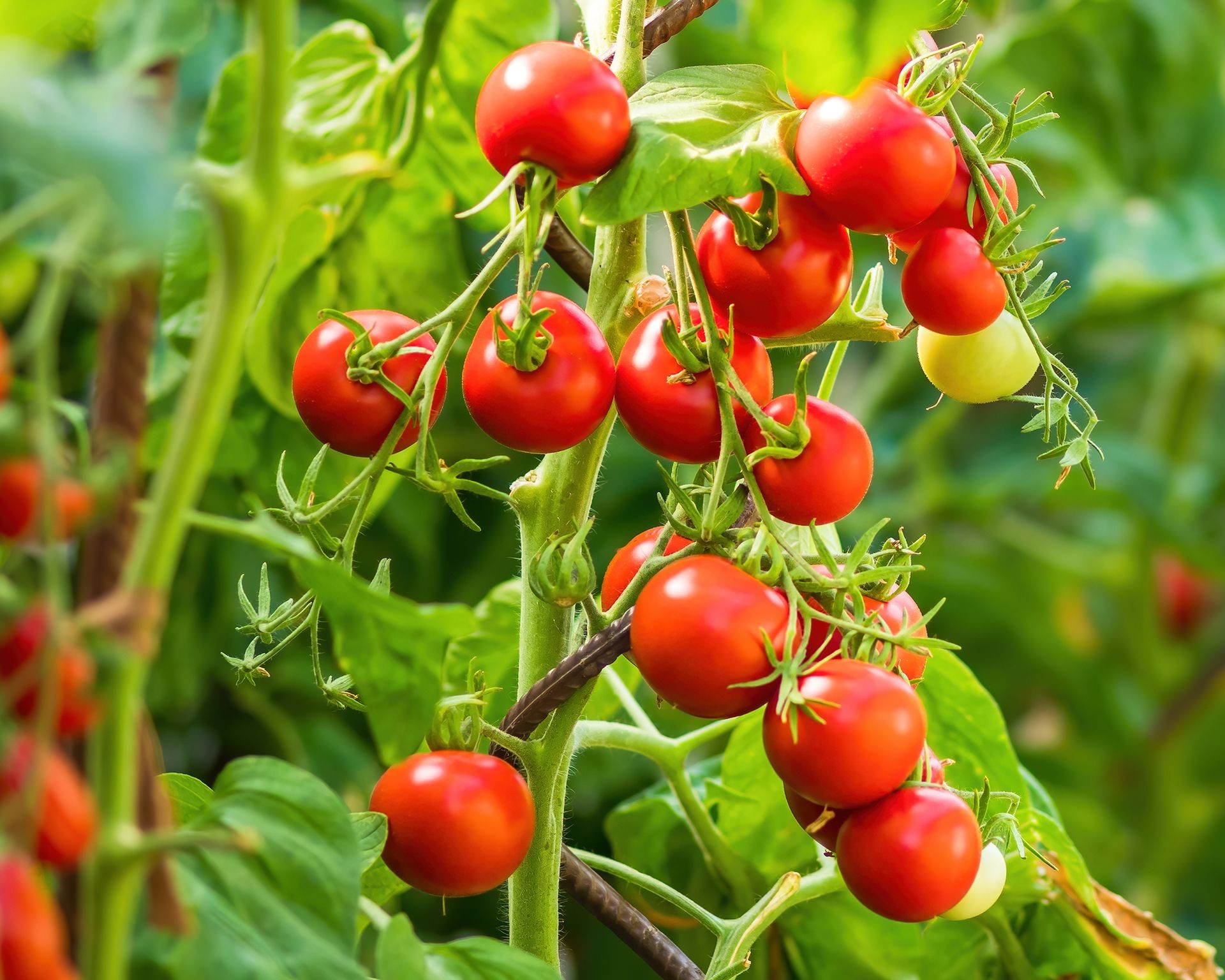 Close-up view of ripe red cherry tomatoes hanging on the vine, ready for harvest