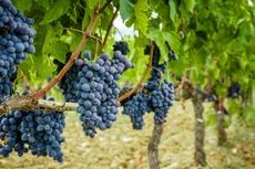 Close-up view of small grape flowers indicating grapevine pollination
