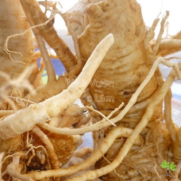 Close-up view of the woody stem of a mature Đinh Lăng (Polyscias fruticosa) plant