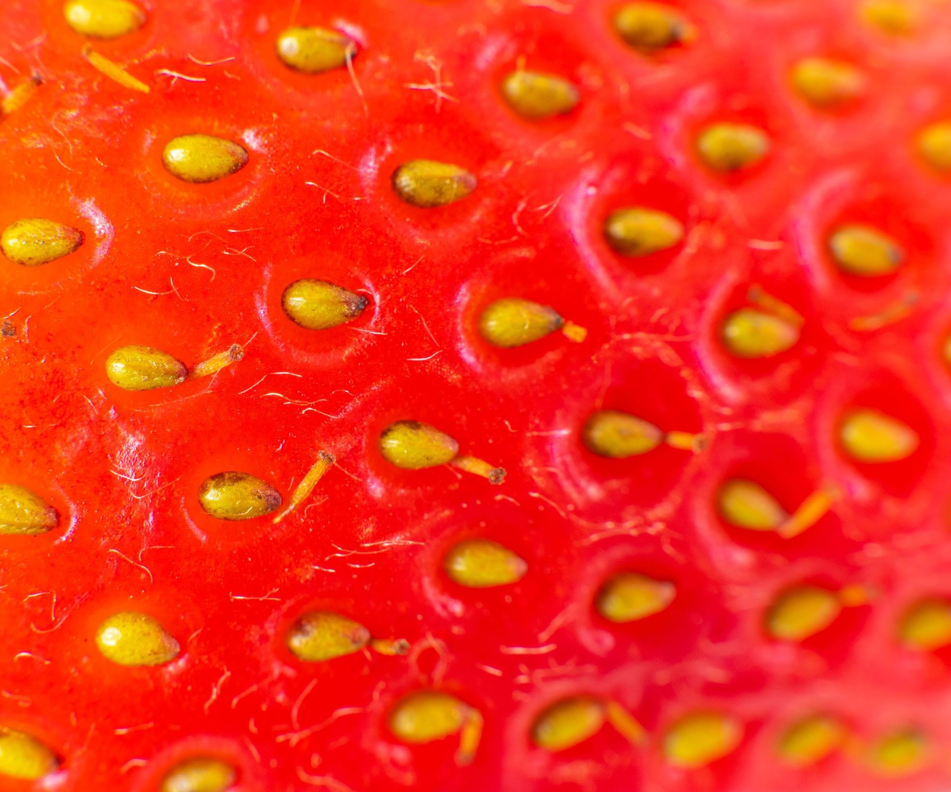 Close-up view of tiny strawberry seeds visible on the surface of a red strawberry fruit