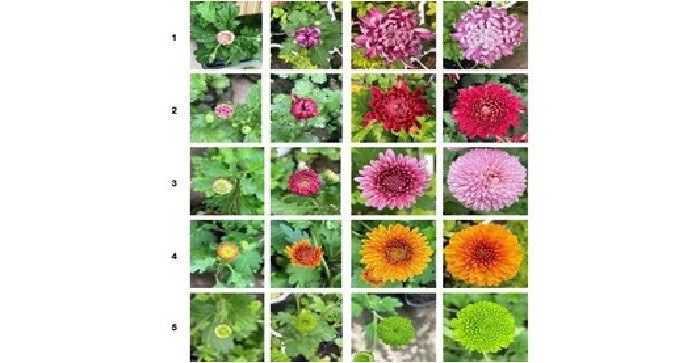 Close-up view of various colorful chrysanthemum flower heads, showcasing the diversity of bloom forms including large daisy-like and spherical pingpong types, highlighting Big Daisy and Pingpong chrysanthemum varieties.