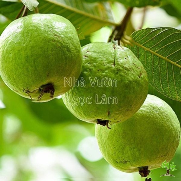 Close-up view of vibrant green guava fruit hanging from a branch on a potted tree.