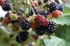 Close up view of vibrant, ripe blackberries hanging on a branch, ready for picking