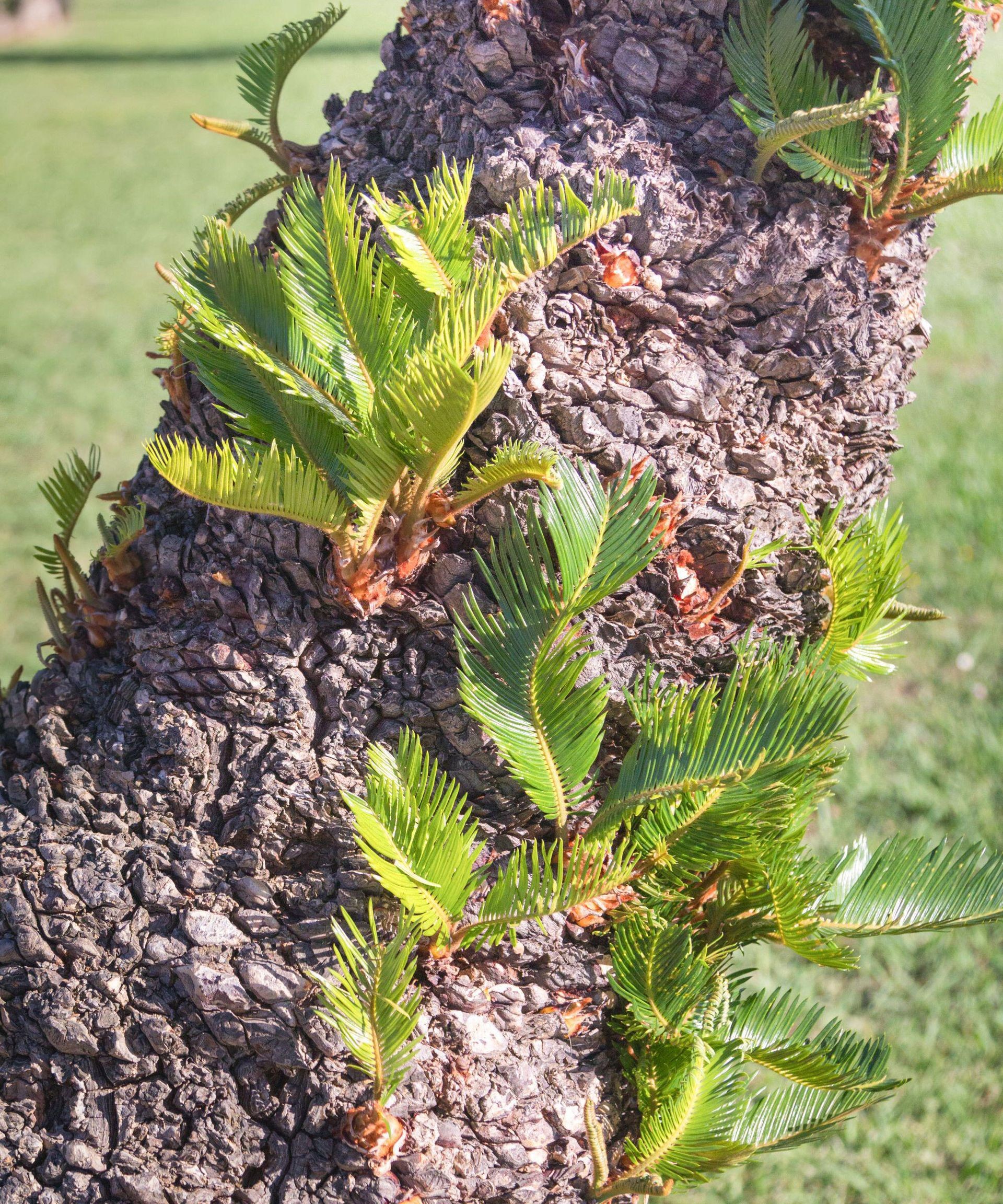 Close-up view of young date palm offshoots, or pups, growing from the base of a mature tree