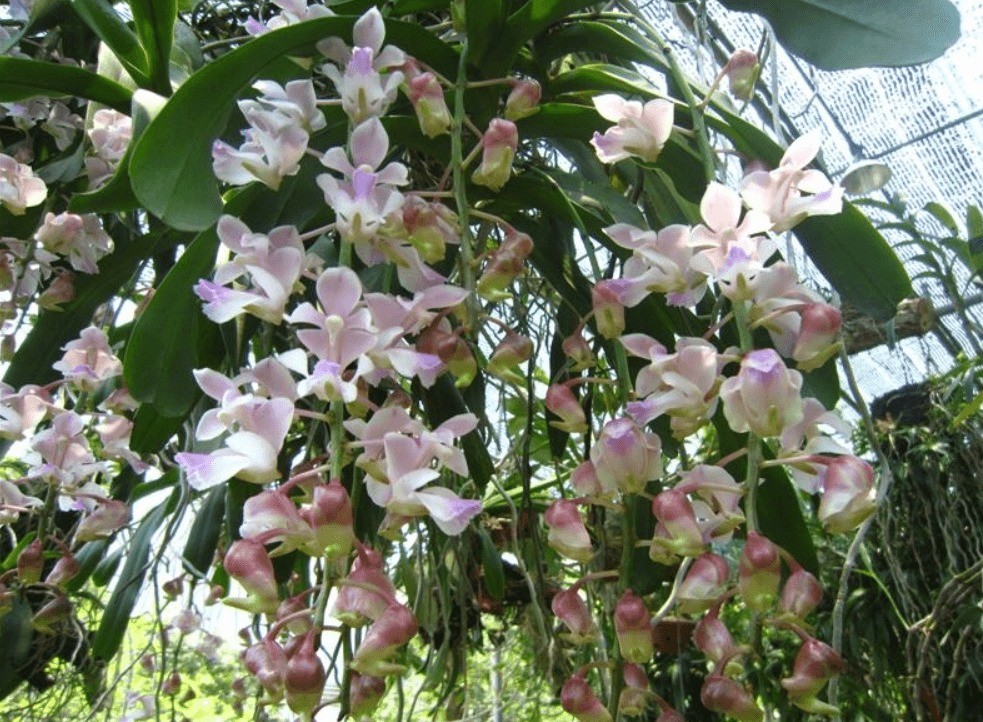 Closeup of a cluster of tri-colored Rhynchostylis 'Foxtail' orchids showing yellow, white, and pink/purple.