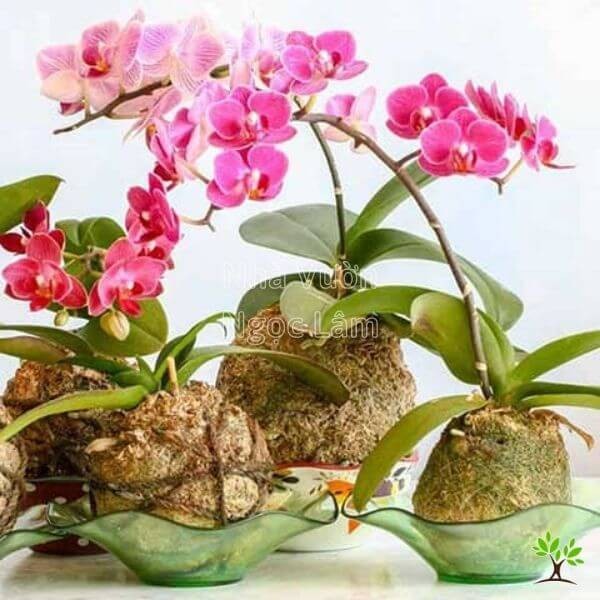 Closeup of a Phalaenopsis orchid plant with roots nestled among chunks of coconut husk