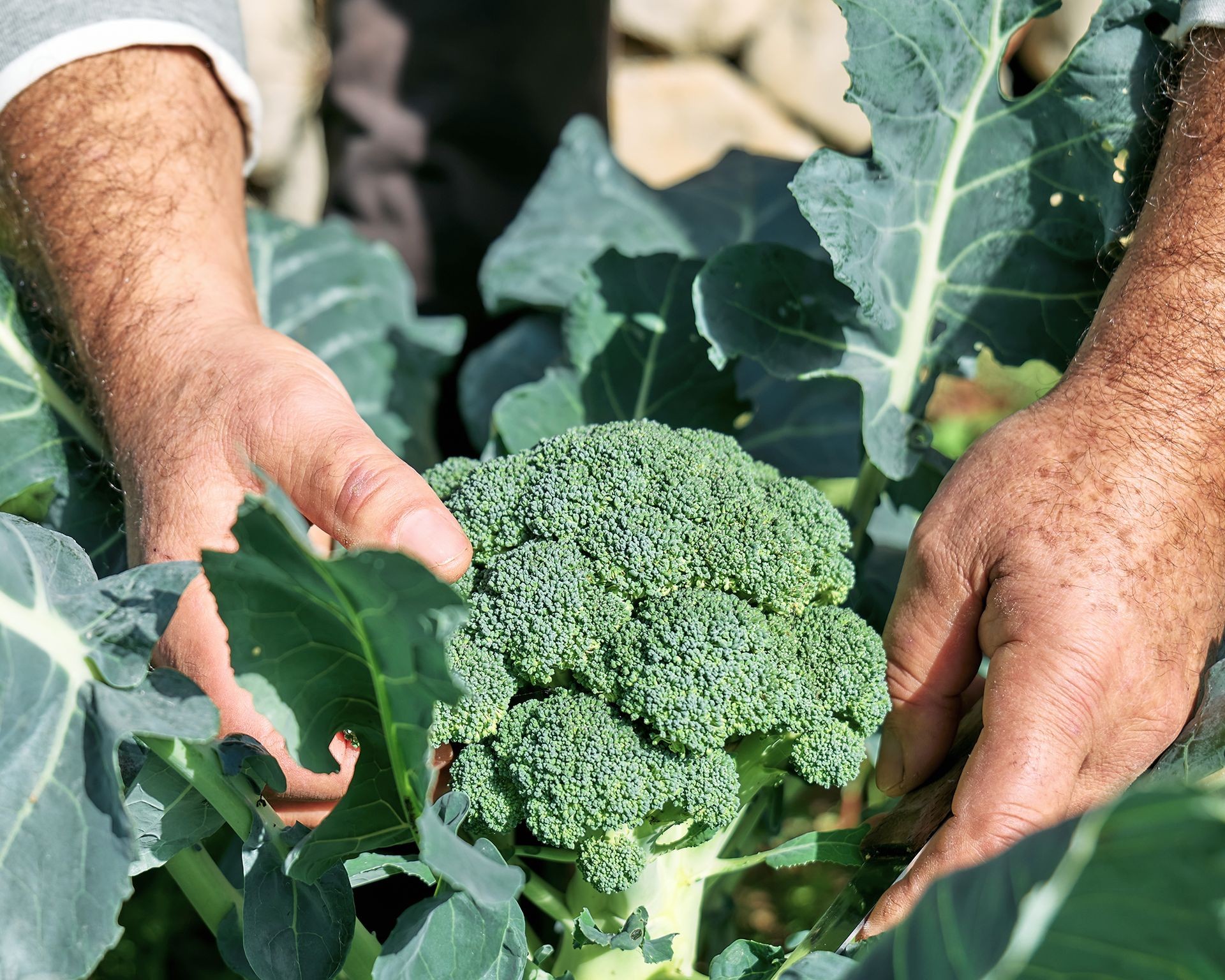 Closeup of hands harvesting broccoli head with a knife