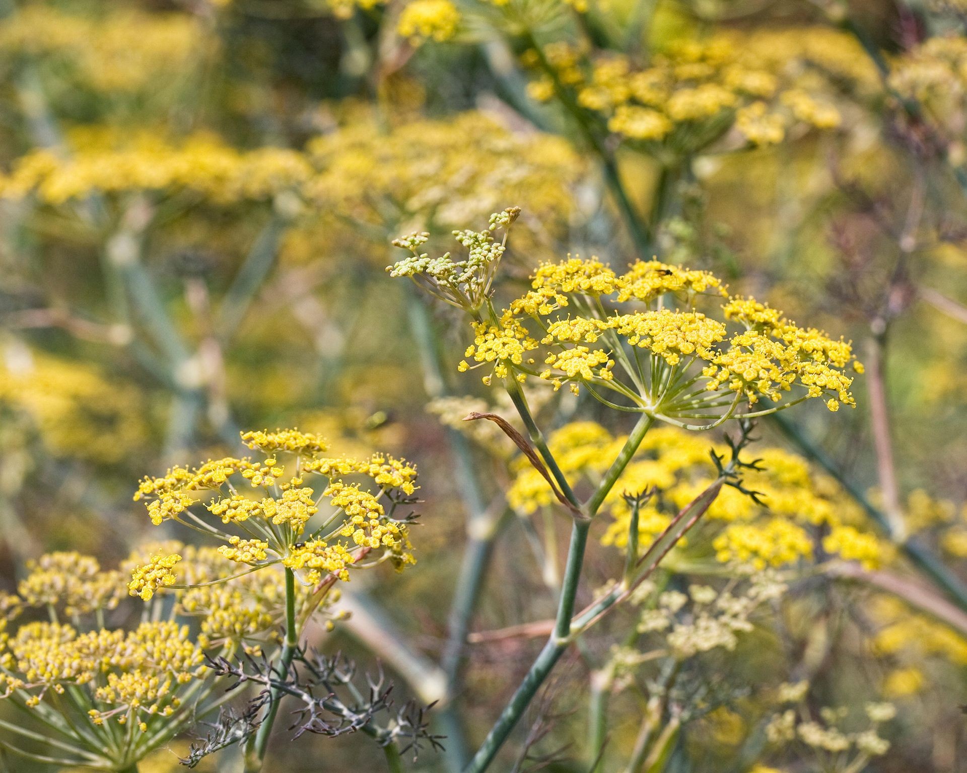 Closeup view of feathery bronze fennel fronds and flowers in a garden