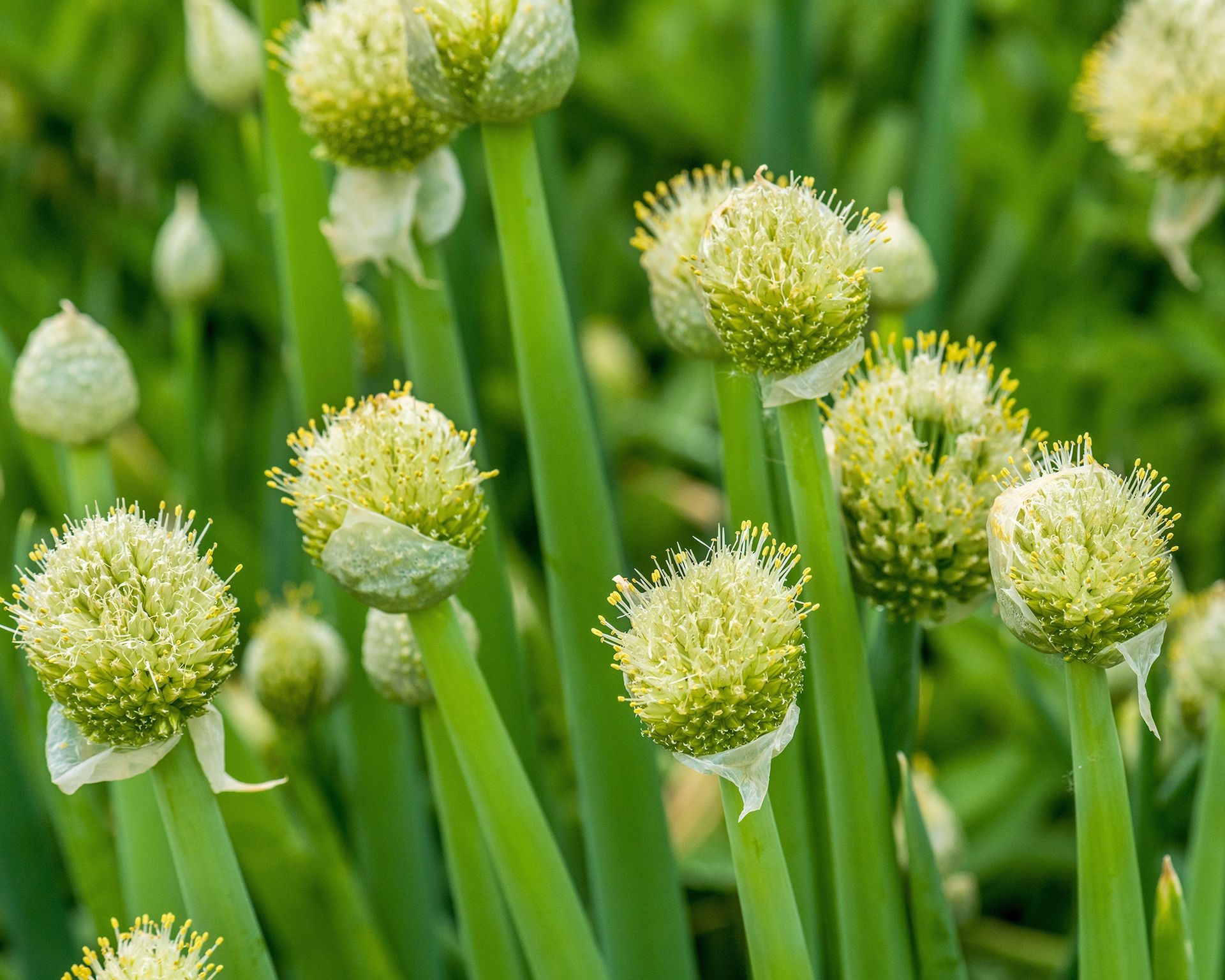 Clump of green Welsh onions growing in a garden bed