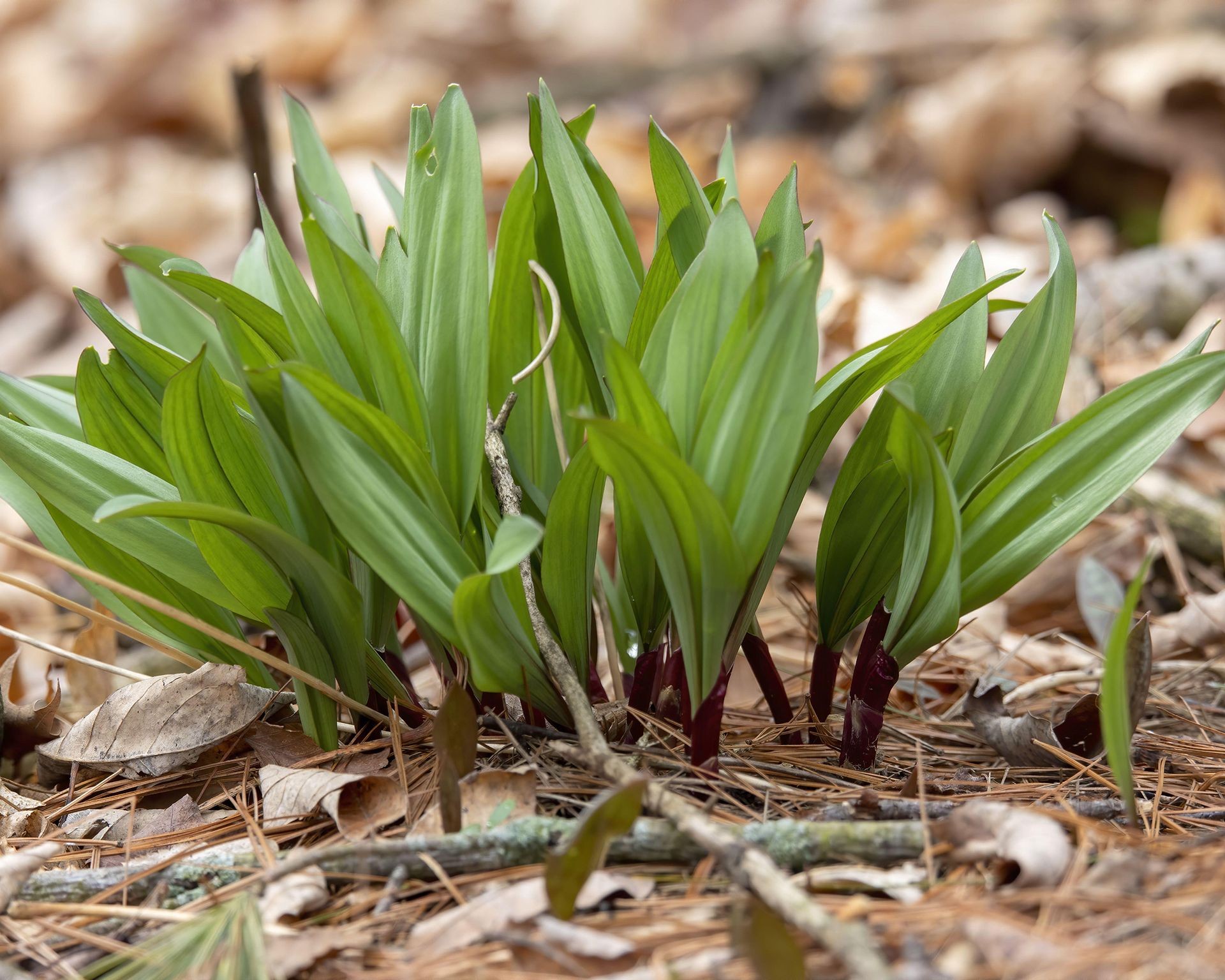 Clump of wild ramps with broad leaves and white bulbs