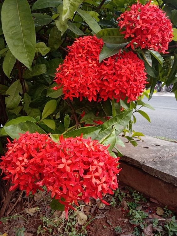 Cluster of bright orange-red Ixora flowers with small petals, a popular tropical shrub.
