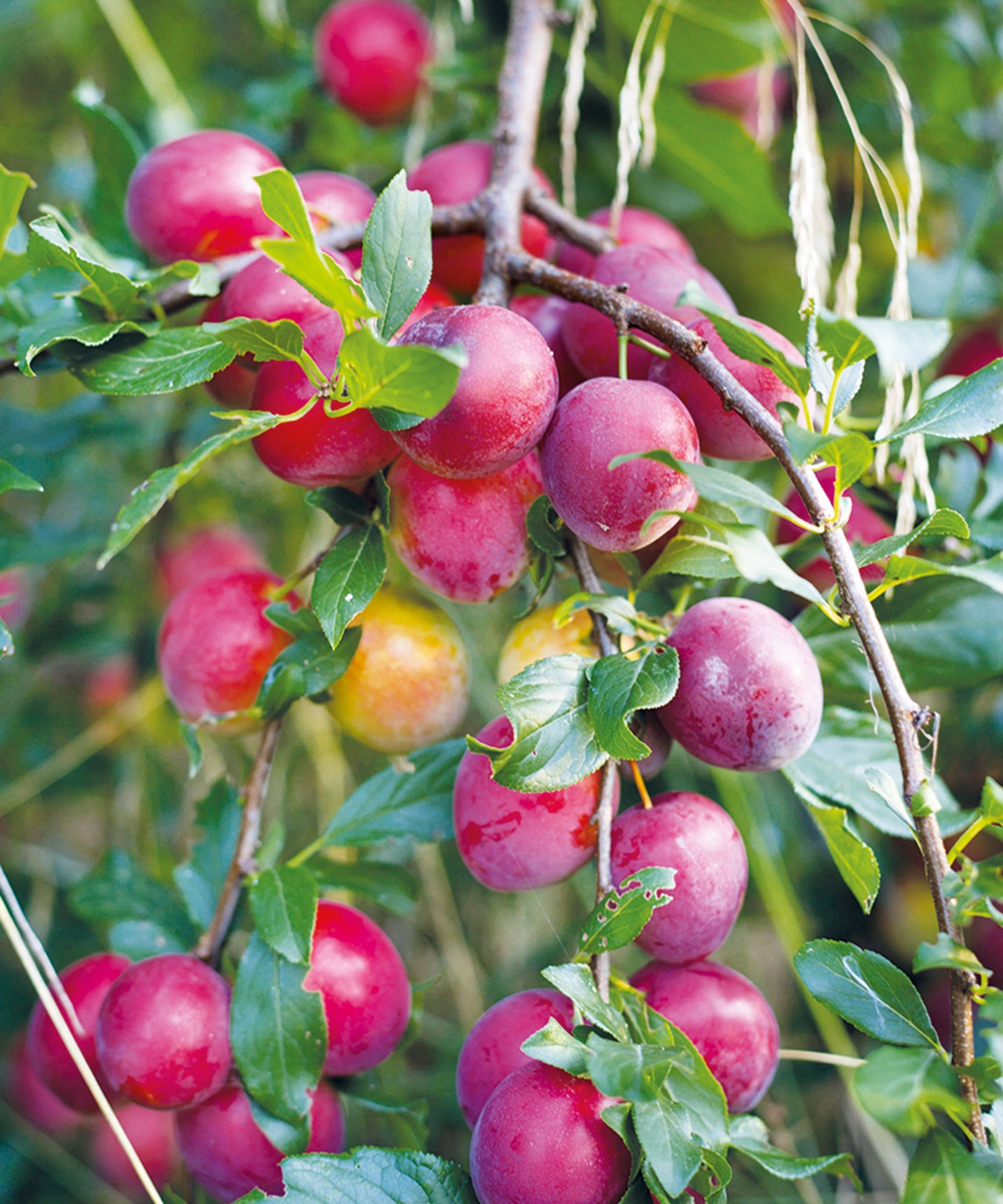 Cluster of deep purple Victoria plums hanging from a plum tree branch
