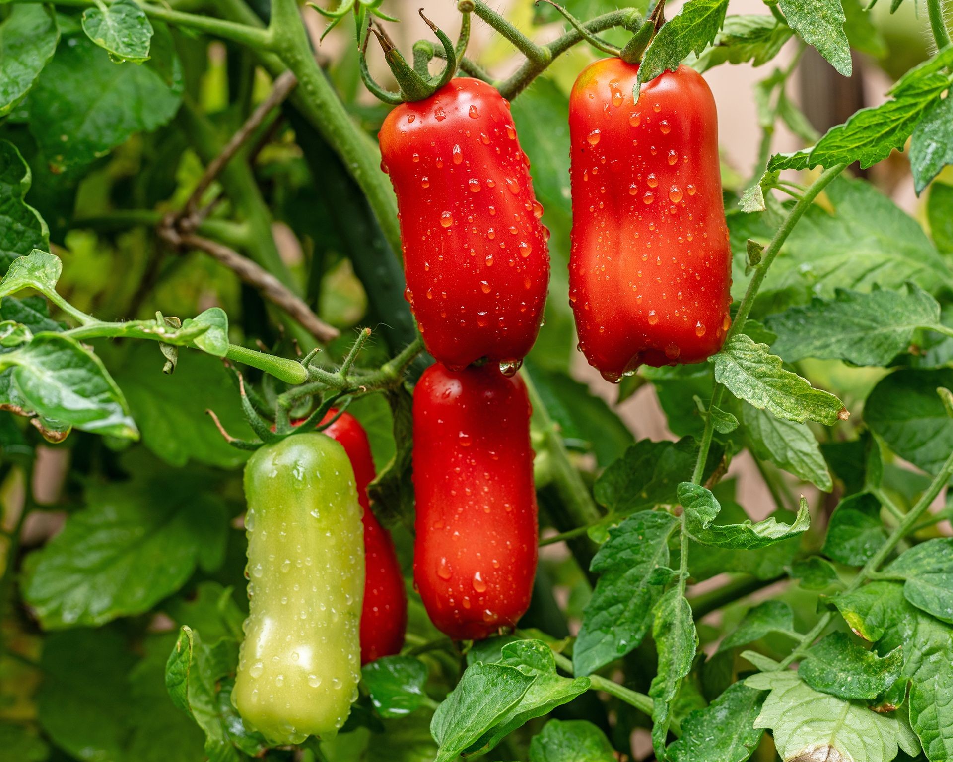 Cluster of elongated San Marzano tomatoes ripening on the plant, ideal for making rich sauces