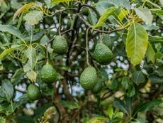 Cluster of healthy avocado fruits ripening on a branch.