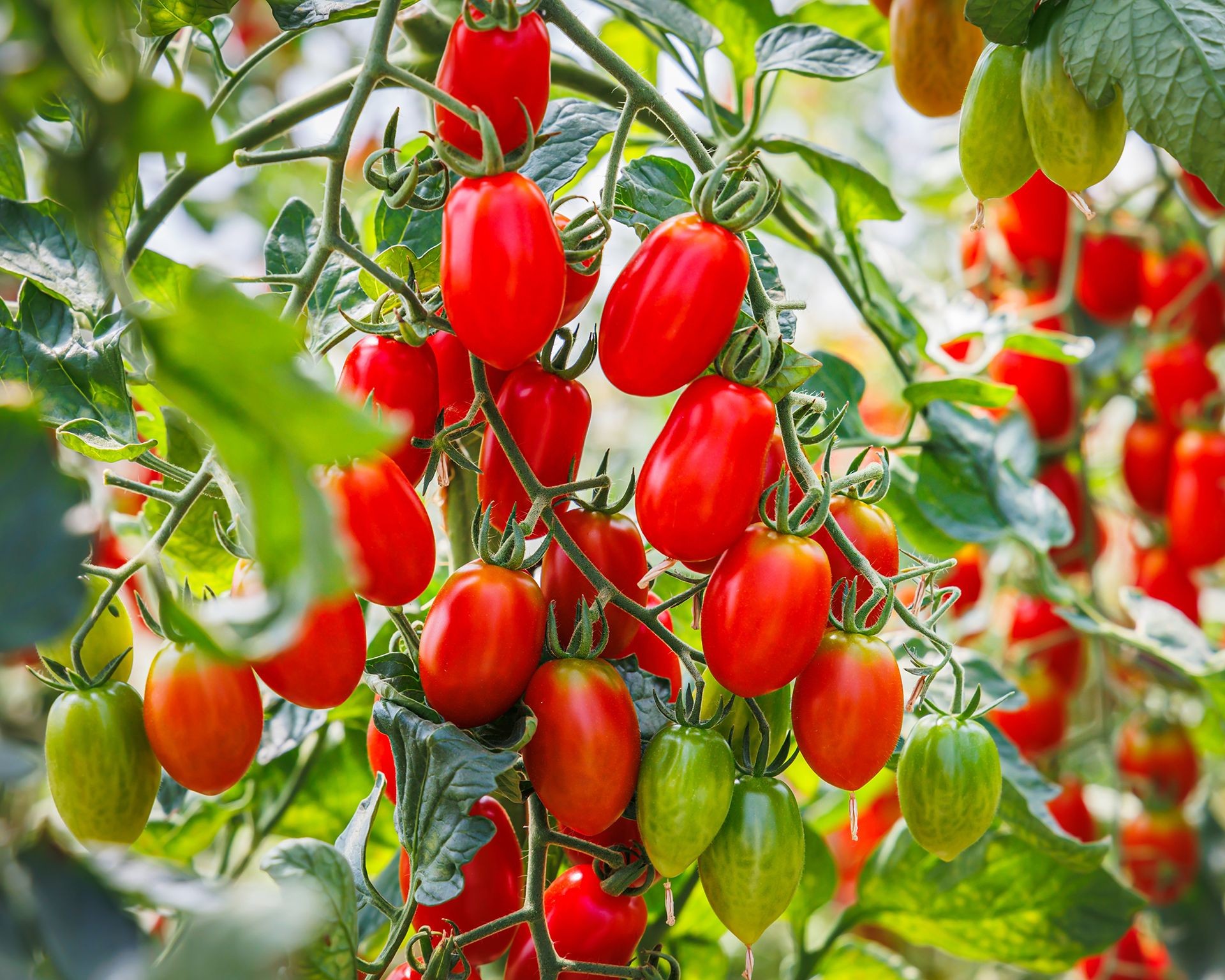 Cluster of oblong Roma paste tomatoes turning red on the plant