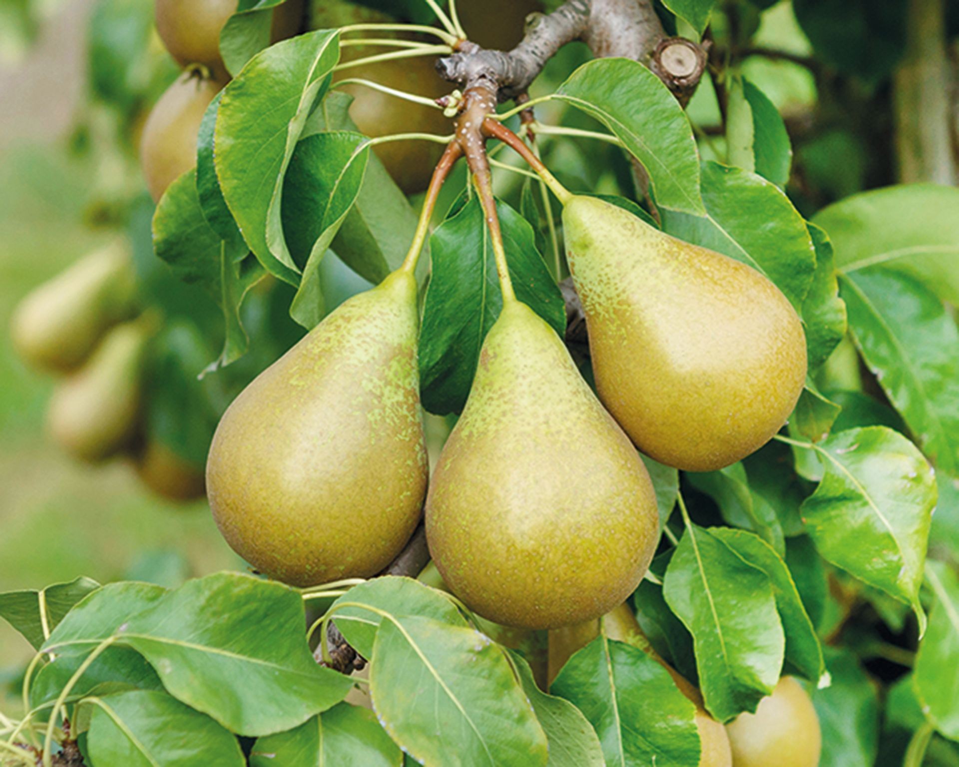 Cluster of ripe Conference pears hanging from a tree branch