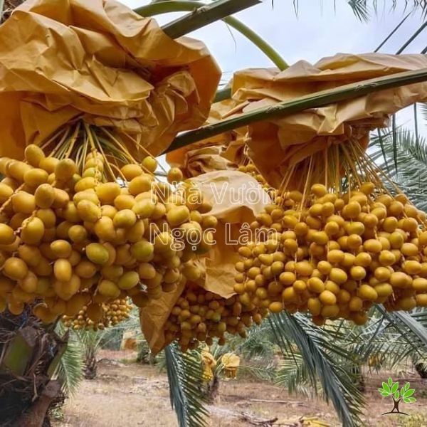 Cluster of ripe date palm fruits (Cha La) on a tree branch