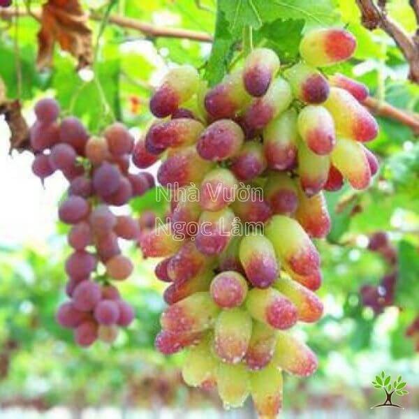 Cluster of ripe Finger Grapes on the vine