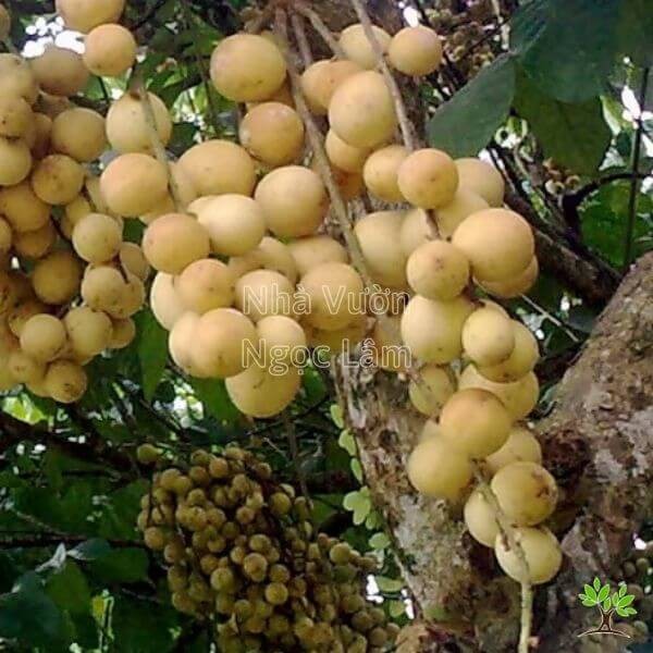 Cluster of ripe Langsat fruit hanging from a branch
