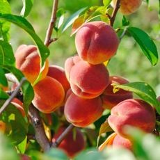 Cluster of ripe peaches hanging on the branch of a peach tree.